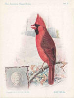 Kentucky Cardinal American Singer Trade Card