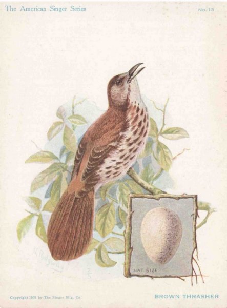 brownthrasher - The American Singer Series