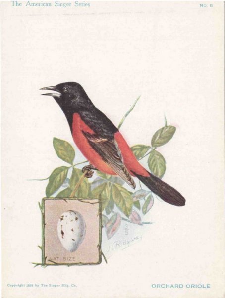 orchardoriole - The American Singer Series