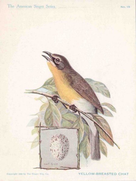 yellowbreastedchat - The American Singer Series
