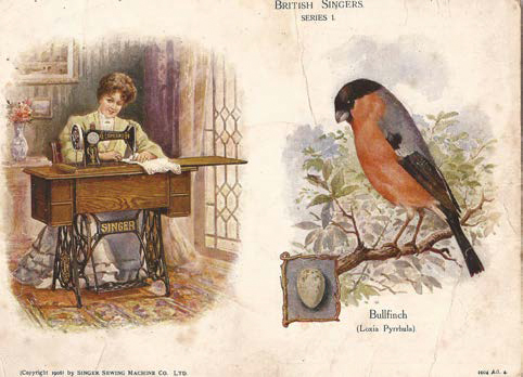 The front of a British Singer series bird trade card, featuring the Bullfinch